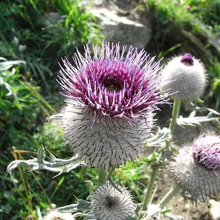 Bodenschneid 